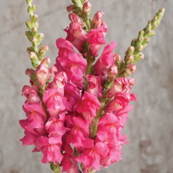 Seminte ANTIRRHINUM majus POTOMAC F1 Cherry Rose 1000s