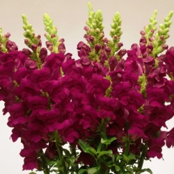Seminte ANTIRRHINUM majus POTOMAC F1 Crimson 1000s