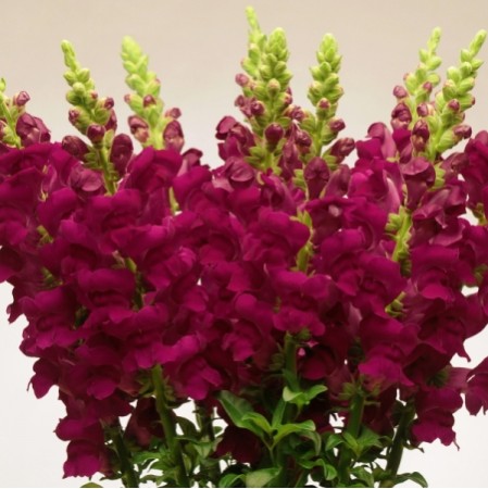 Seminte ANTIRRHINUM majus POTOMAC F1 Crimson 1000s