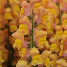 Seminte ANTIRRHINUM majus POTOMAC F1 Early Orange 1000s