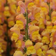 Seminte ANTIRRHINUM majus POTOMAC F1 Early Orange 1000s