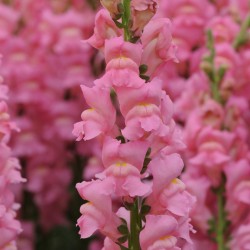 Seminte ANTIRRHINUM majus POTOMAC F1 Early Pink 1000s