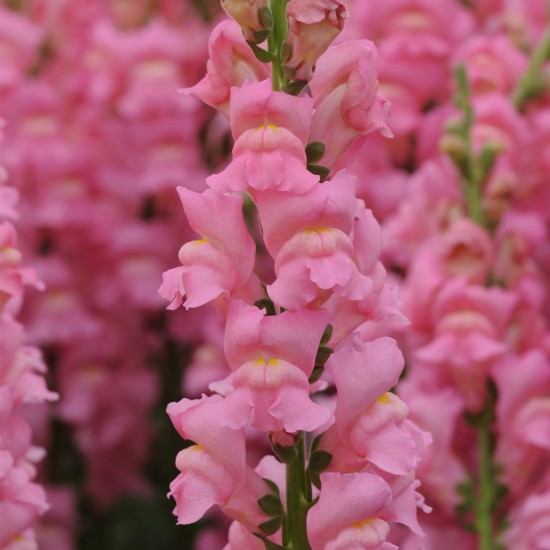 Seminte ANTIRRHINUM majus POTOMAC F1 Early Pink 1000s
