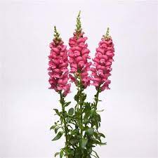 Seminte ANTIRRHINUM majus POTOMAC F1 Early Rose 1000s