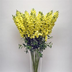 Seminte ANTIRRHINUM majus POTOMAC F1 Early Yellow 1000s