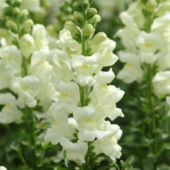 Seminte ANTIRRHINUM majus POTOMAC F1 Ivory White 1000s