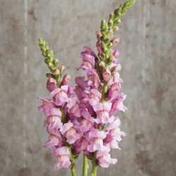 Seminte ANTIRRHINUM majus POTOMAC F1 Lavander 1000s