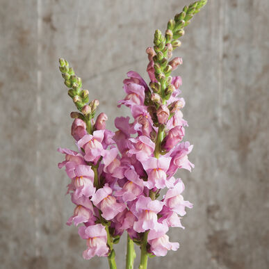 Seminte ANTIRRHINUM majus POTOMAC F1 Lavander 1000s -drajat