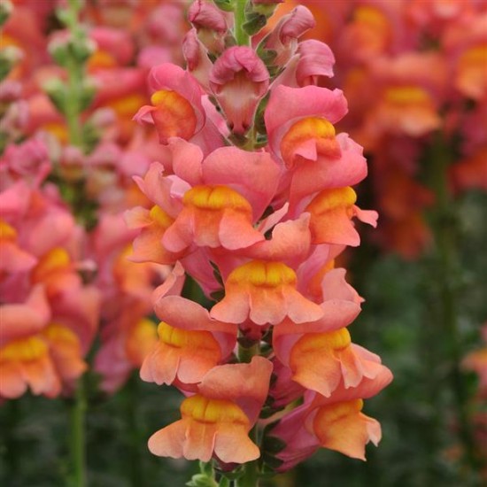 Seminte ANTIRRHINUM majus POTOMAC F1 Orange 1000s