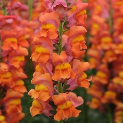 Seminte ANTIRRHINUM majus POTOMAC F1 Orange Dark 1000s