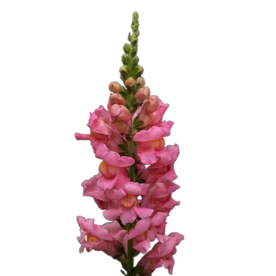 Seminte ANTIRRHINUM majus POTOMAC F1 Pink 1000s