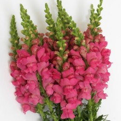 Seminte ANTIRRHINUM majus POTOMAC F1 Pink Dark 1000s