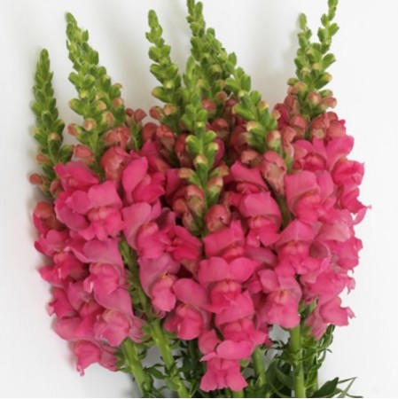 Seminte ANTIRRHINUM majus POTOMAC F1 Pink Dark 1000s
