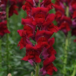 Seminte ANTIRRHINUM majus POTOMAC F1 Red 1000s