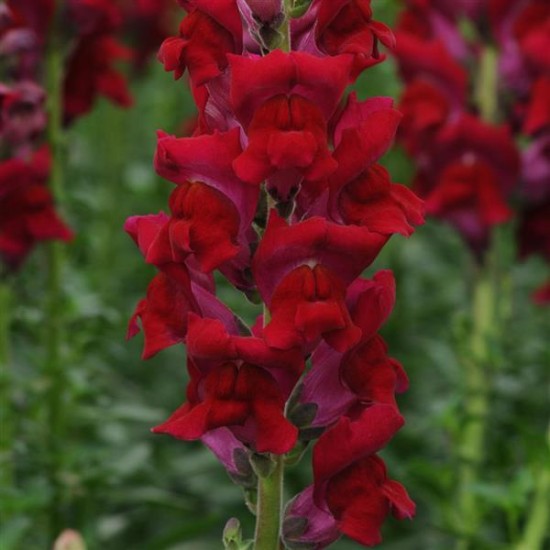 Seminte ANTIRRHINUM majus POTOMAC F1 Red 1000s -drajat