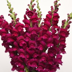 Seminte ANTIRRHINUM majus POTOMAC F1 Royal 1000s