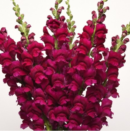 Seminte ANTIRRHINUM majus POTOMAC F1 Royal 1000s