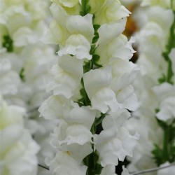 Seminte ANTIRRHINUM majus POTOMAC F1 White 1000s