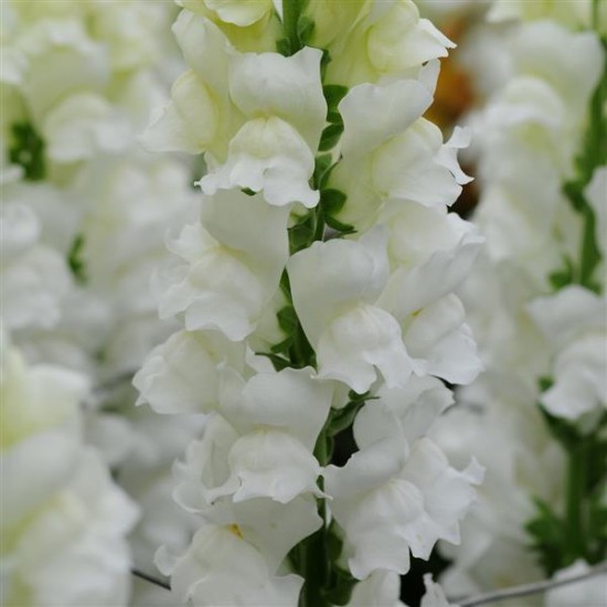 Seminte ANTIRRHINUM majus POTOMAC F1 White 1000s