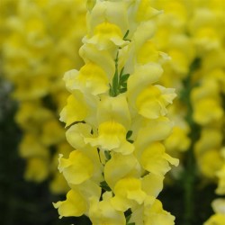 Seminte ANTIRRHINUM majus POTOMAC F1 Yellow 1000s