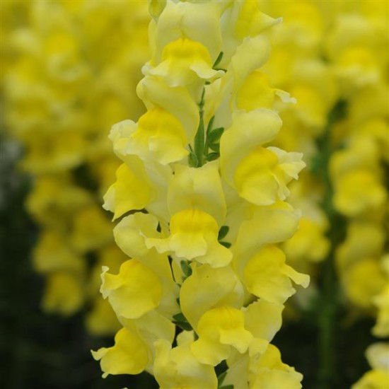 Seminte ANTIRRHINUM majus POTOMAC F1 Yellow 1000s