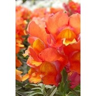 Seminte ANTIRRHINUM majus SNAPPY F1 Bronze 1000s
