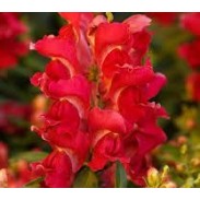 Seminte ANTIRRHINUM majus SNAPPY F1 Cherry 1000s