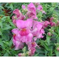 Seminte ANTIRRHINUM majus SNAPPY F1 Mauve 1000s