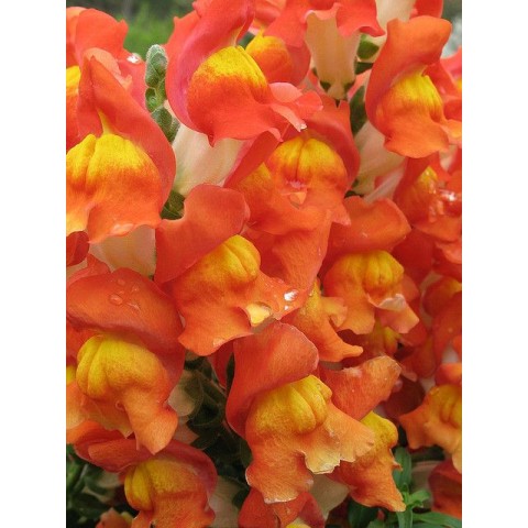 Seminte ANTIRRHINUM majus SNAPPY F1 Orange 1000s