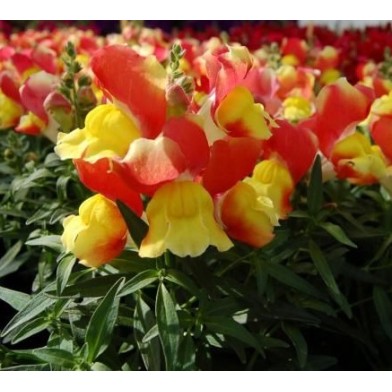 Seminte ANTIRRHINUM majus SNAPPY F1 Orange-Yellow 1000s