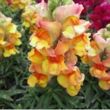 Seminte ANTIRRHINUM majus SNAPPY F1 Peach 1000s