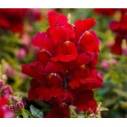 Seminte ANTIRRHINUM majus SNAPPY F1 Red 1000s