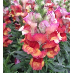 Seminte ANTIRRHINUM majus SNAPPY F1 Red Flame 1000s