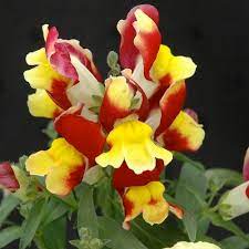 Seminte ANTIRRHINUM majus SNAPPY F1 Red & Yellow 1000s
