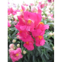 Seminte ANTIRRHINUM majus SNAPPY F1 Rose 1000s