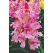 Seminte ANTIRRHINUM majus SNAPPY F1 Rose Flame 1000s