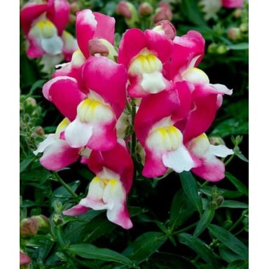 Seminte ANTIRRHINUM majus SNAPPY F1 Rose & White 1000s