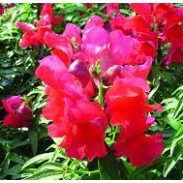 Seminte ANTIRRHINUM majus SNAPPY F1 Scarlet 1000s