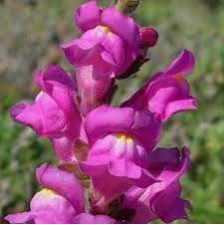 Seminte ANTIRRHINUM majus SNAPPY F1 Violet 1000s