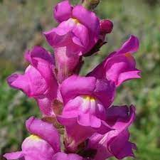 Seminte ANTIRRHINUM majus SNAPPY F1 Violet 1000s