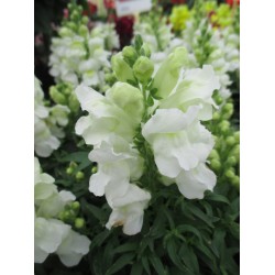 Seminte ANTIRRHINUM majus SNAPPY F1 White 1000s