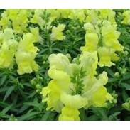 Seminte ANTIRRHINUM majus SNAPPY F1 Yellow 1000s