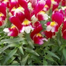 Seminte ANTIRRHINUM majus SNAPSHOT F1 Burgundy 1000s