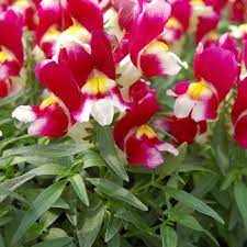 Seminte ANTIRRHINUM majus SNAPSHOT F1 Burgundy 1000s