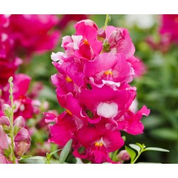 Seminte ANTIRRHINUM majus SNAPPY F1 Lavender 1000s