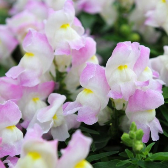 Seminte ANTIRRHINUM majus SNAPPY F1 Lavender Blush 1000s