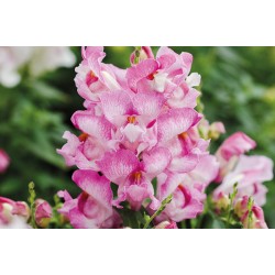 Seminte ANTIRRHINUM majus SNAPPY F1 Orchid 1000s