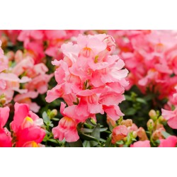 Seminte ANTIRRHINUM majus SNAPPY F1 Pink 1000s