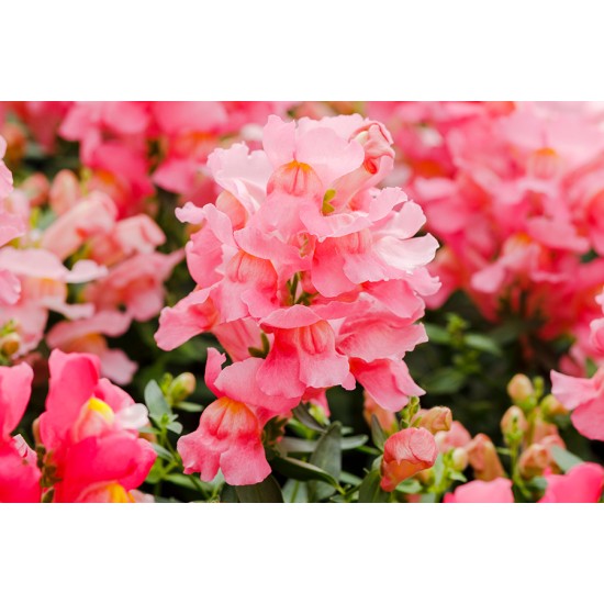 Seminte ANTIRRHINUM majus SNAPPY F1 Pink 1000s