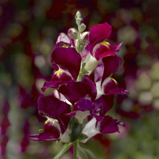 Seminte ANTIRRHINUM majus SNAPTINI F1 Burgundy Bicolor 1000s